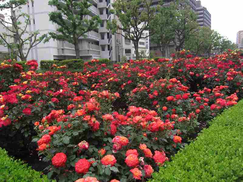 山手バラ園 見ごろ 花と緑のまち推進センター