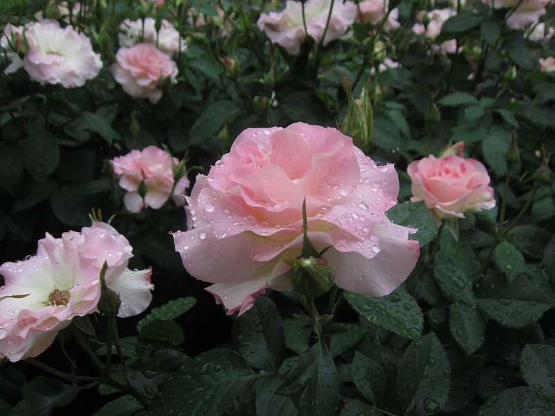 山手バラ園 見ごろ 花と緑のまち推進センター