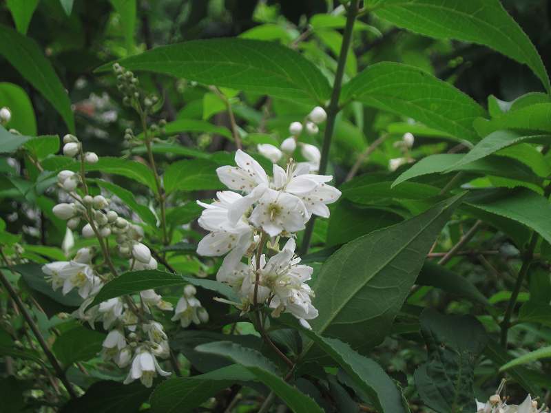 ウツギ 空木 開花中 花と緑のまち推進センター