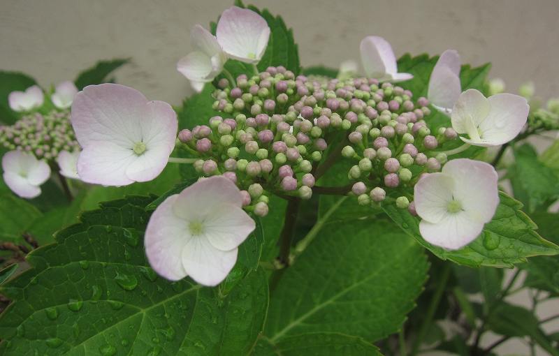 神戸市民の花 アジサイ 花と緑のまち推進センター