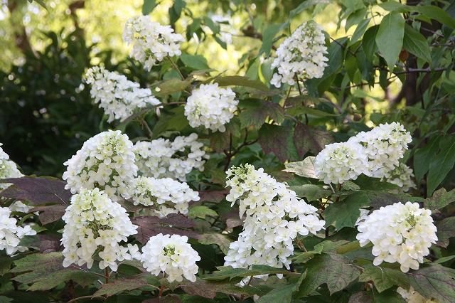 白いアジサイ アナベル 花と緑のまち推進センター