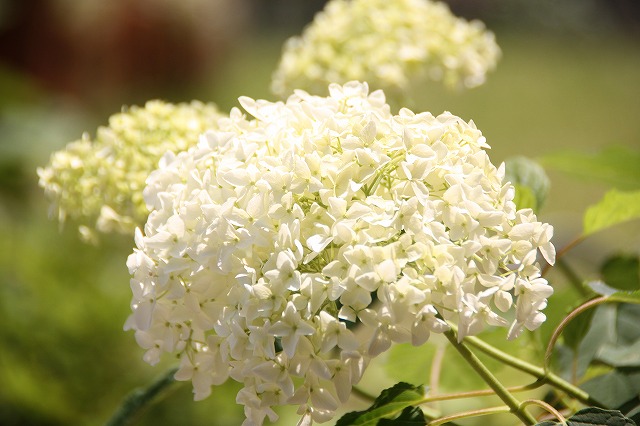 白いアジサイ アナベル 花と緑のまち推進センター