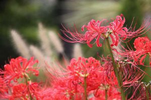 ヒガンバナ開花中 花と緑のまち推進センター