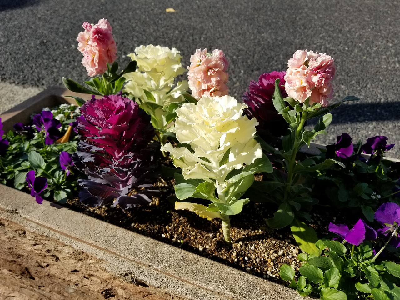 花壇を彩る葉牡丹 花と緑のまち推進センター