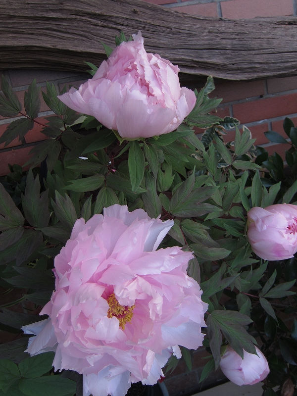 富貴の花・冬ぼたん展 開催中 花と緑のまち推進センター