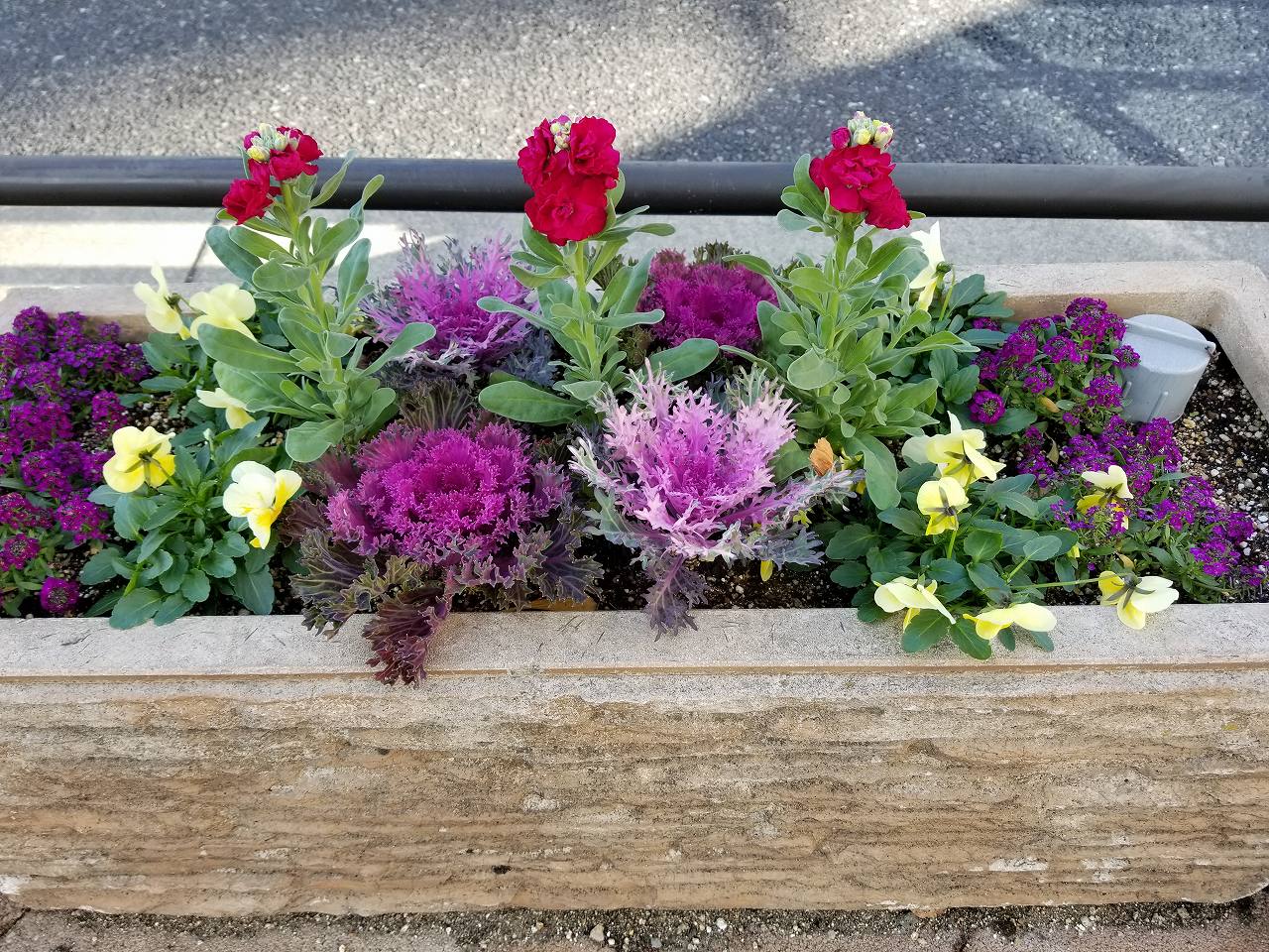 花壇を彩る葉牡丹 花と緑のまち推進センター