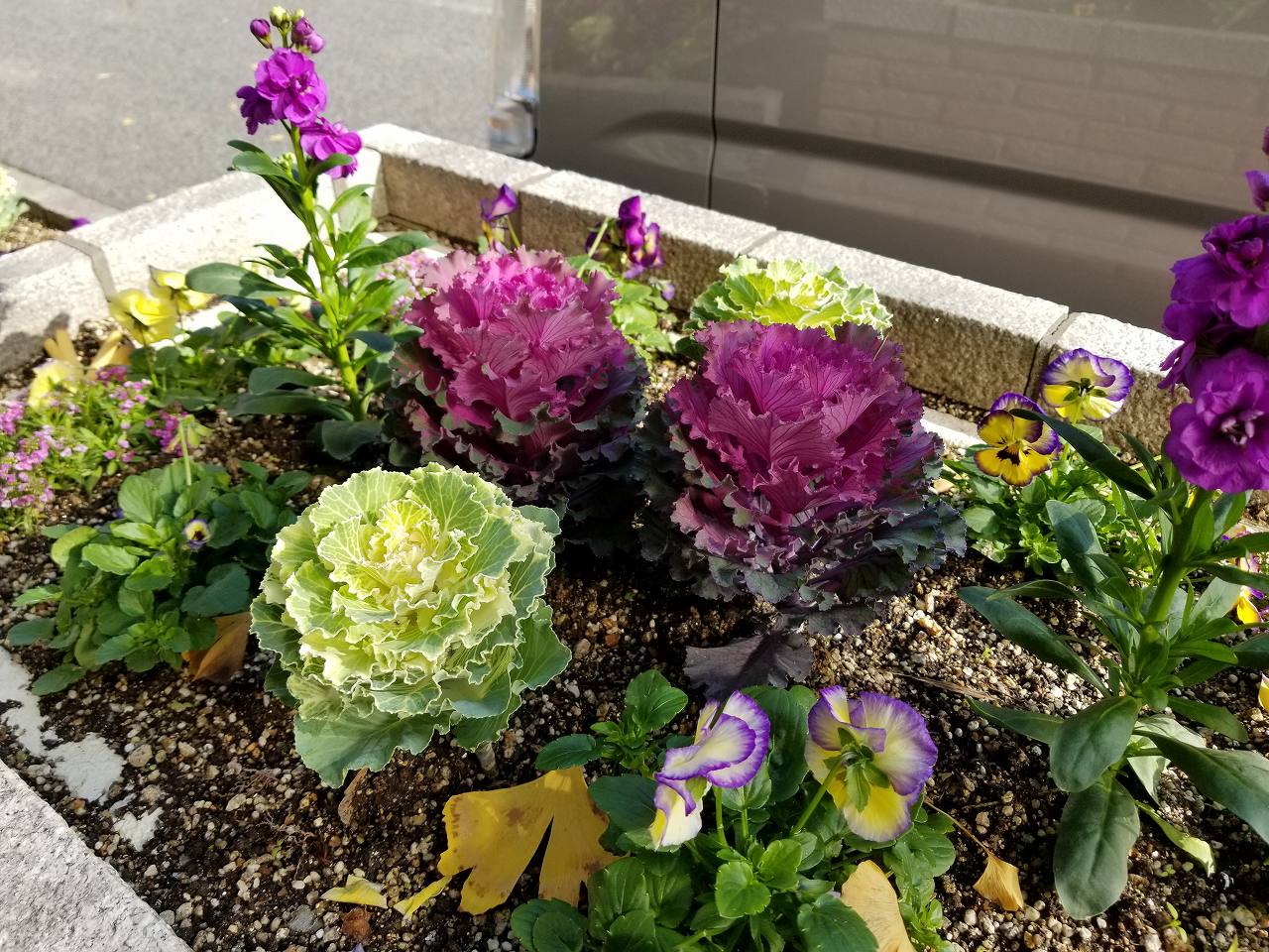 花壇を彩る葉牡丹 花と緑のまち推進センター