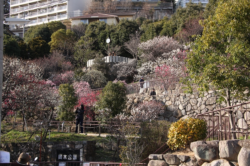 梅林 公園 岡本