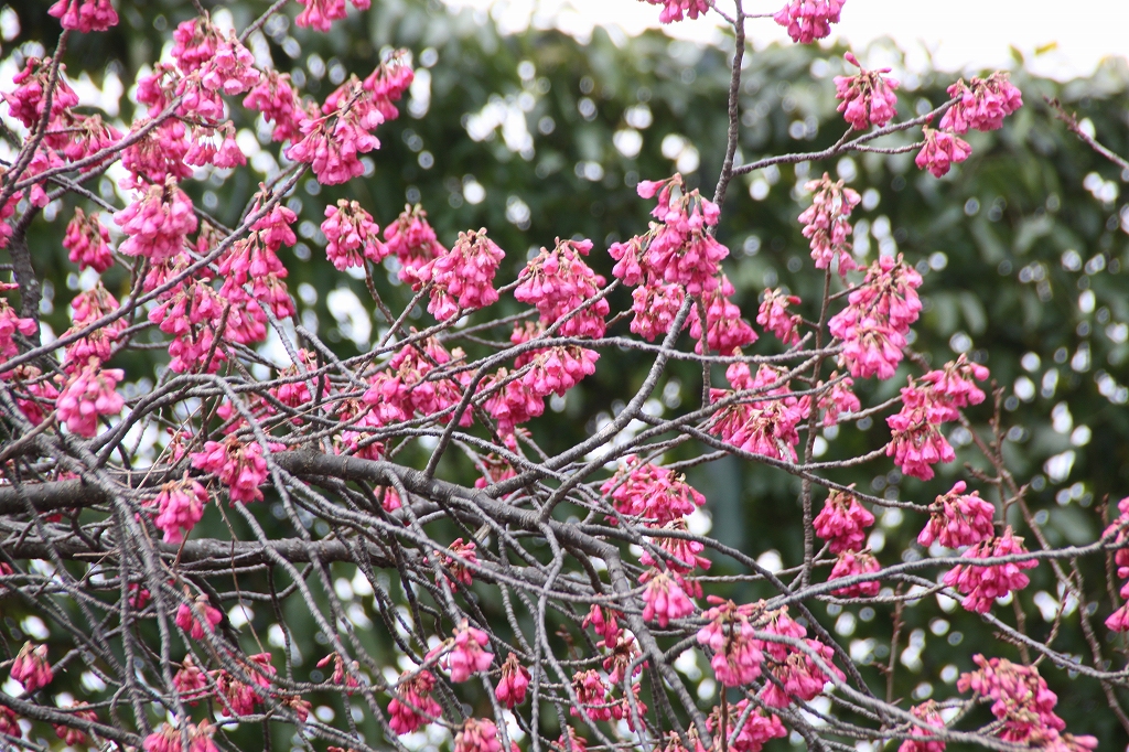 カンヒザクラ 寒緋桜 見ごろ 花と緑のまち推進センター