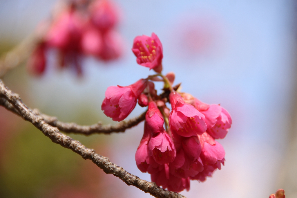 カンヒザクラ 寒緋桜 見ごろ 花と緑のまち推進センター