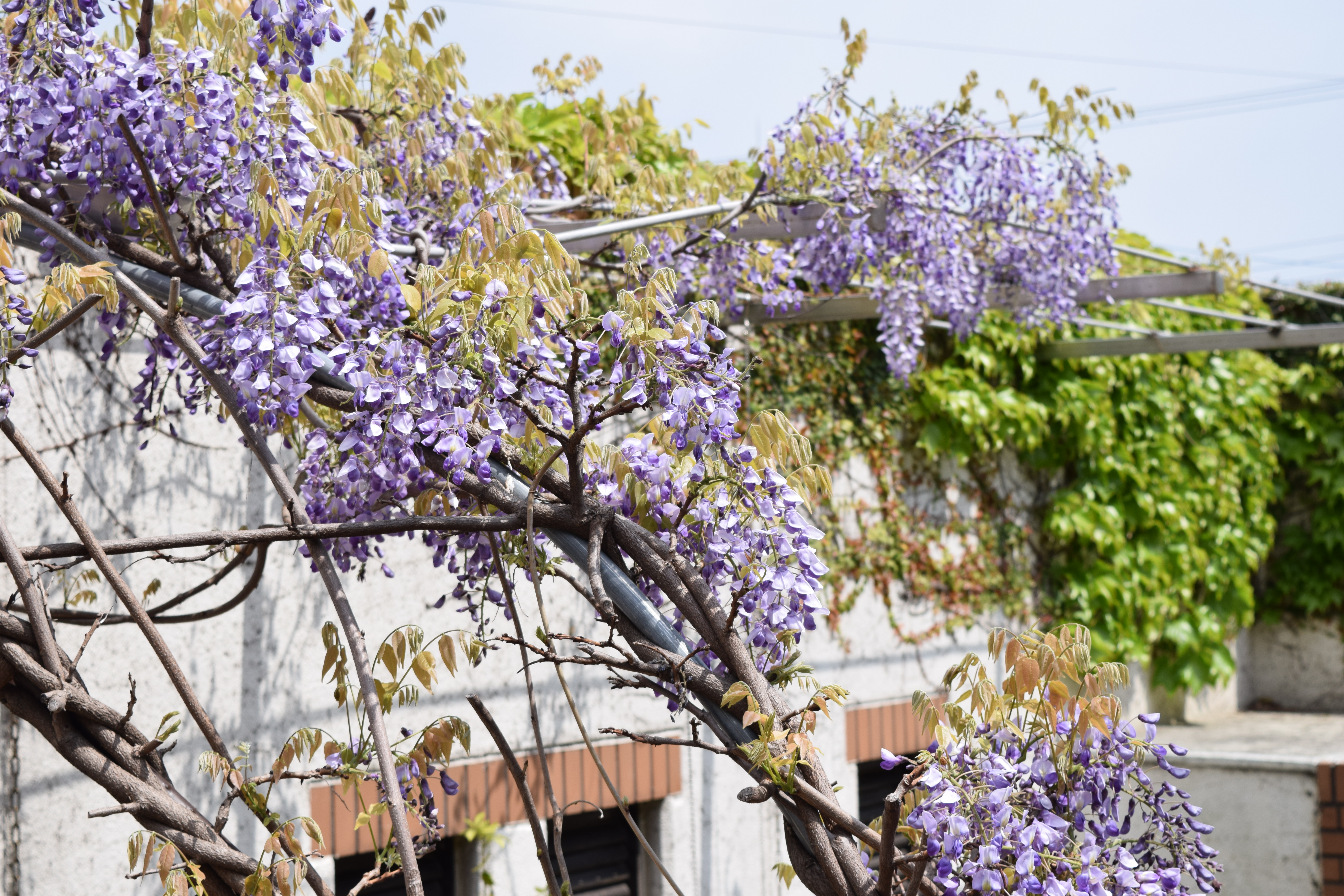 藤花季節 Persemp