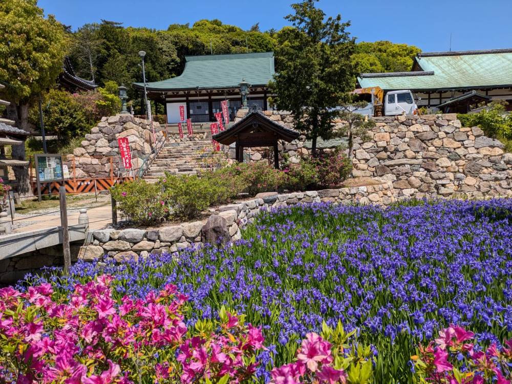 多聞寺－カキツバタ－　満開 5/8現在