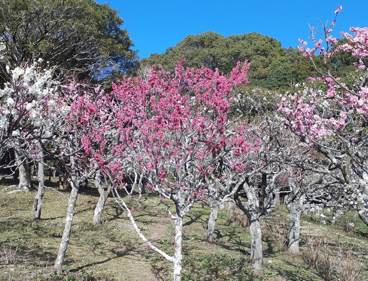 保久良神社(保久良梅林)―ウメ―　5分咲き 3/14現在