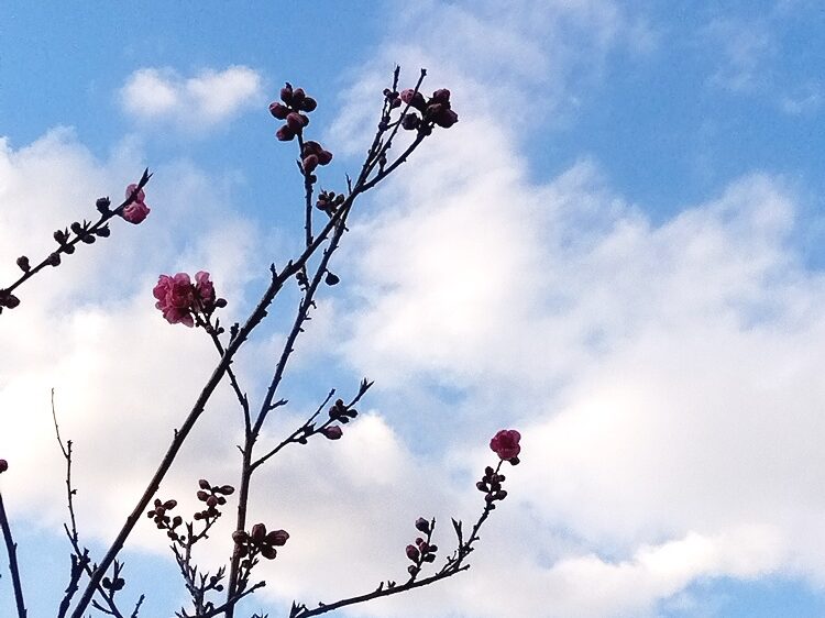 垂水健康公園―ハナモモ―　つぼみ 3/6現在