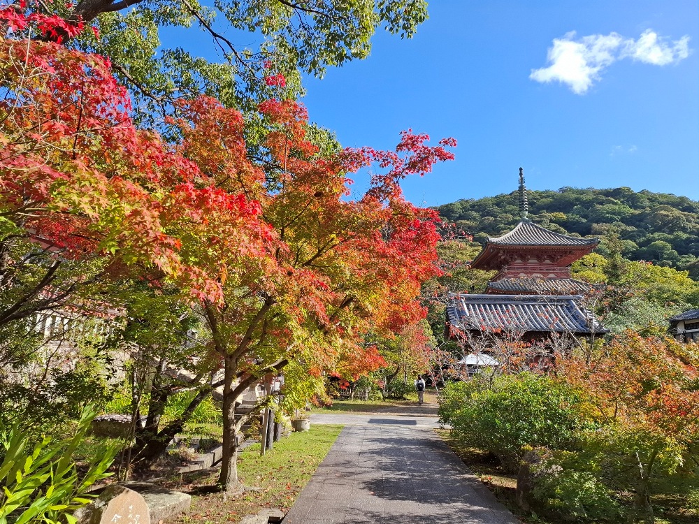 太山寺―紅葉－色好き始め 11/3現在