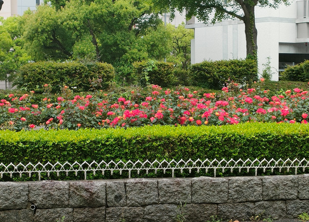 山手街園－バラ－　 満開　5/9現在