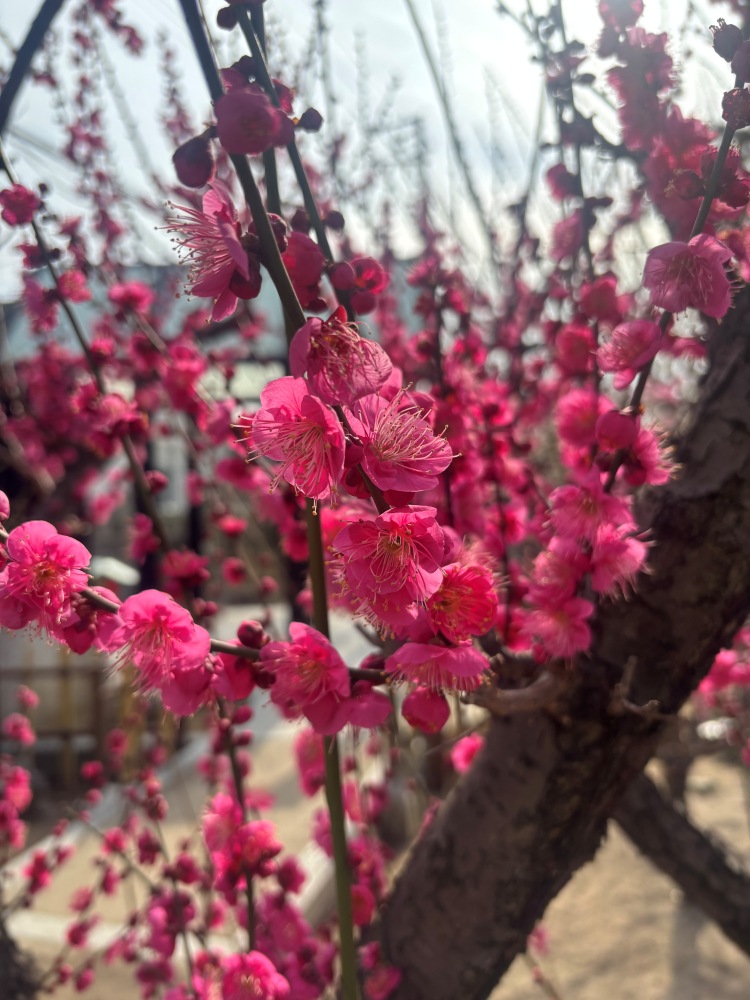 綱敷天満宮－ウメ－　五分咲き　２/13現在