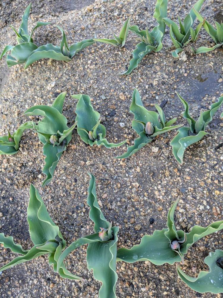 六甲アイランド・リバーモール周辺－チューリップ－　つぼみ 2/3現在