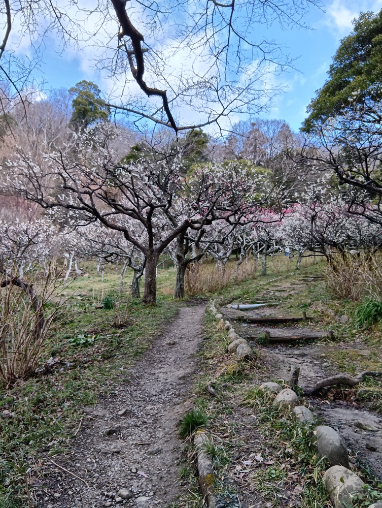 保久良神社(保久良梅林)―ウメ―　満開 ３/8現在