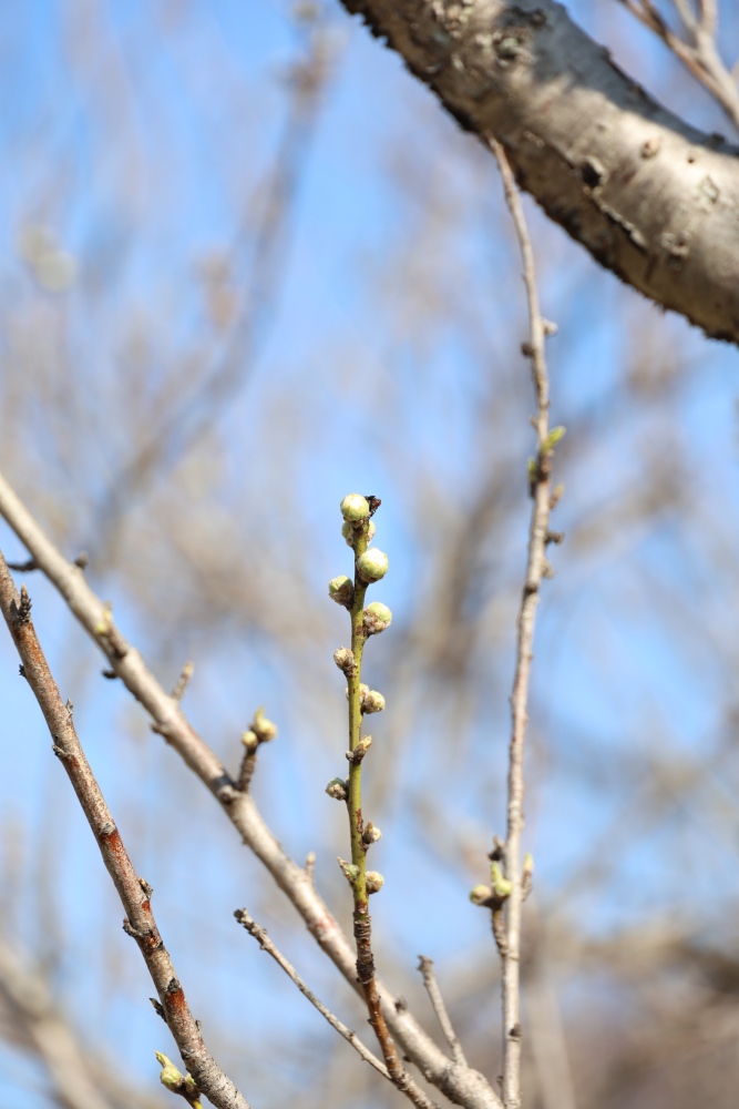 垂水健康公園―ハナモモ―　つぼみ 2/18現在