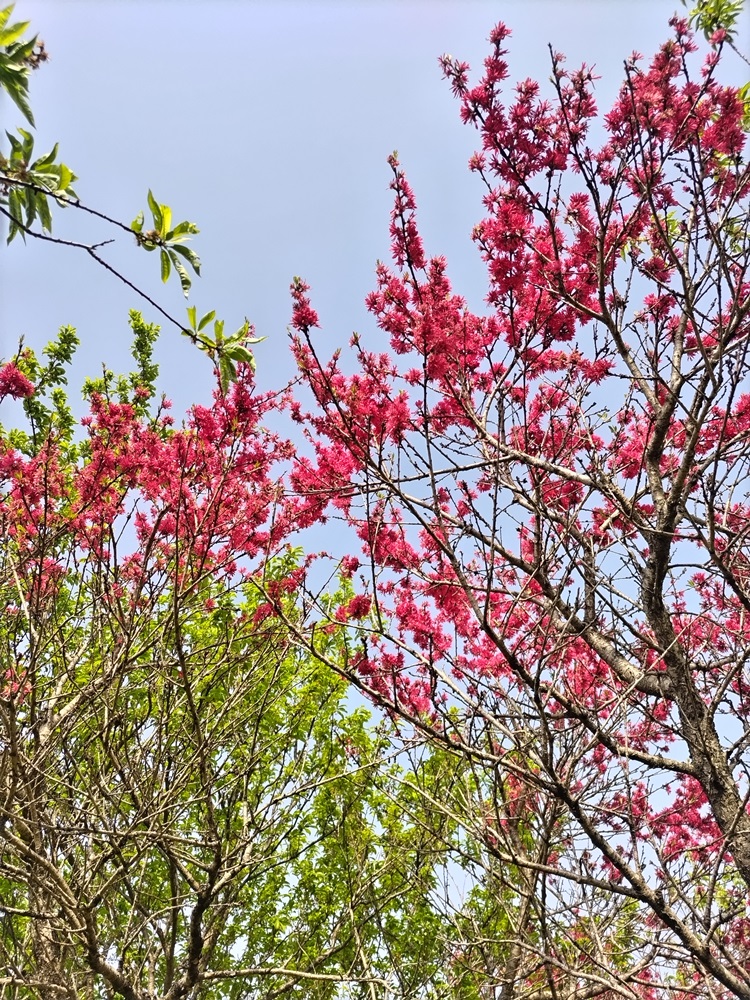 垂水健康公園―ハナモモ―　散り始め 4/19現在