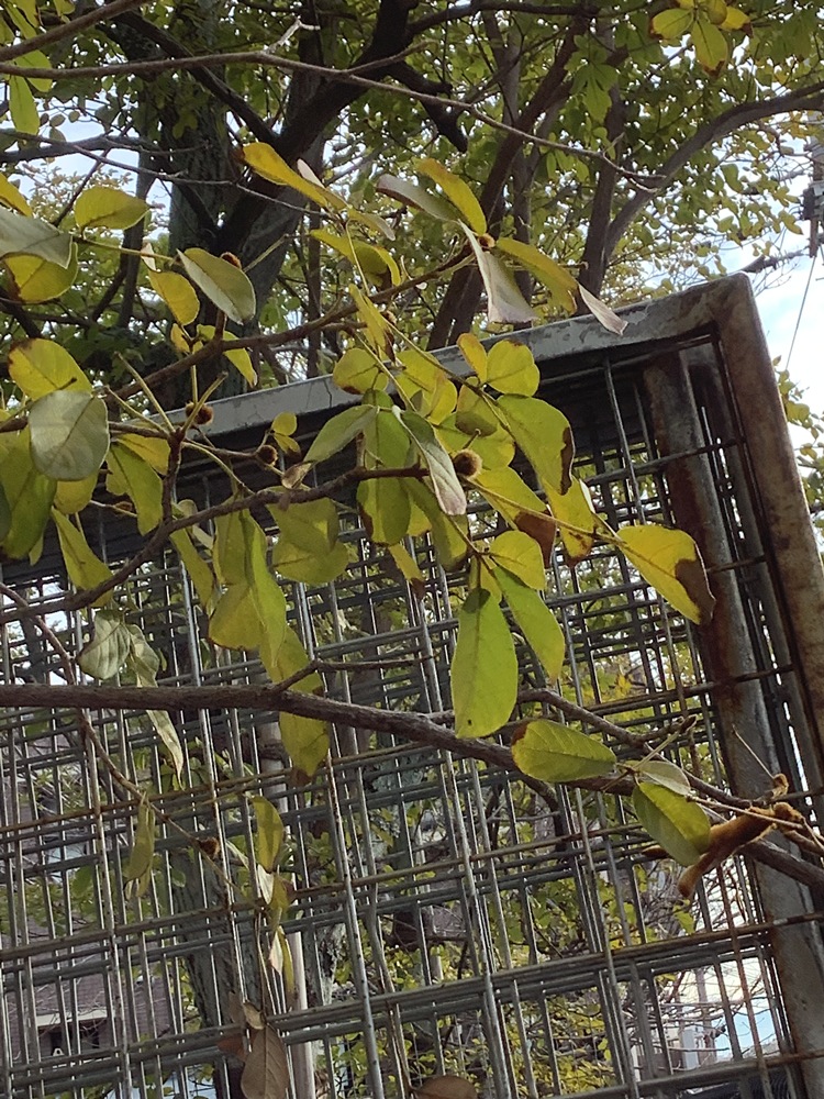 海外移住と文化の交流センター、鯉川筋－イペ－ つぼみ　2/27現在