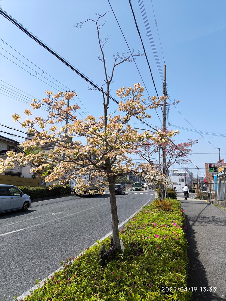 長田神社前商店街、区役所周辺－ハナミズキ－ 5分咲き～ 4/19現在