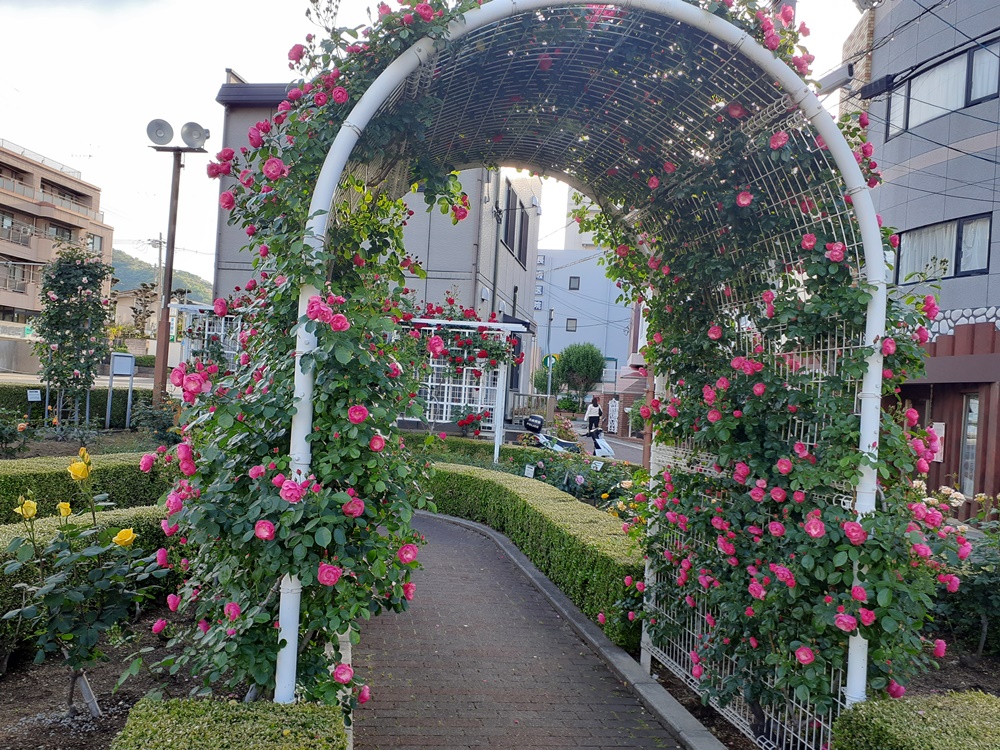 本山街園―バラ園　 五分咲き　5/9現在