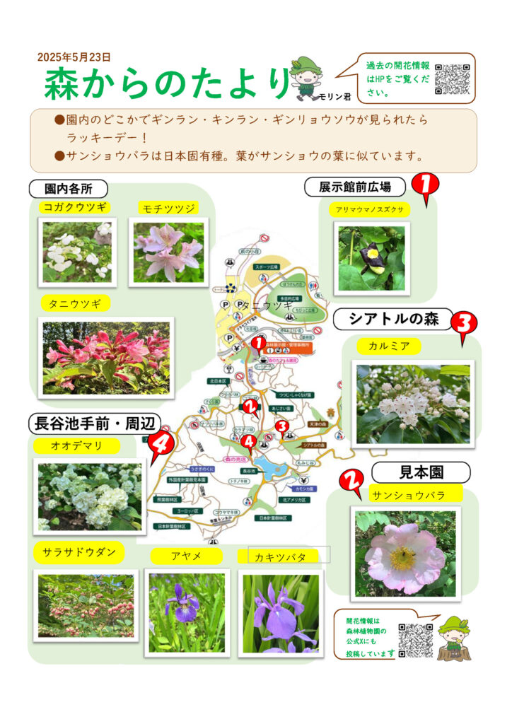 森林植物園―5/30現在