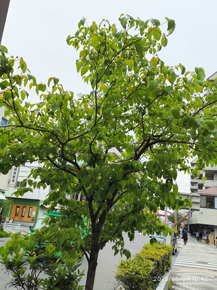 長田神社前商店街、区役所周辺－ハナミズキ－ 落花しきり5/9現在