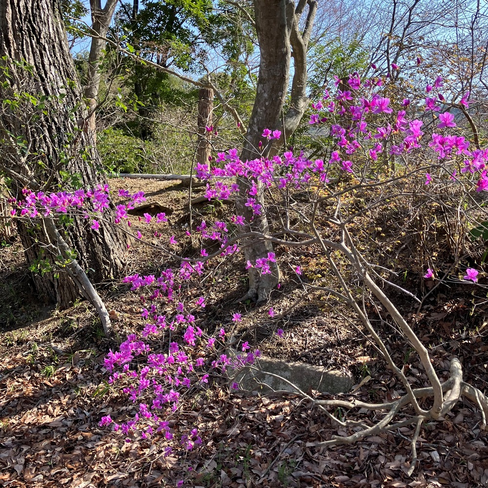 再度公園(洞川梅林含む)-コバノミツバツツジ- 咲き始め 4/3現在