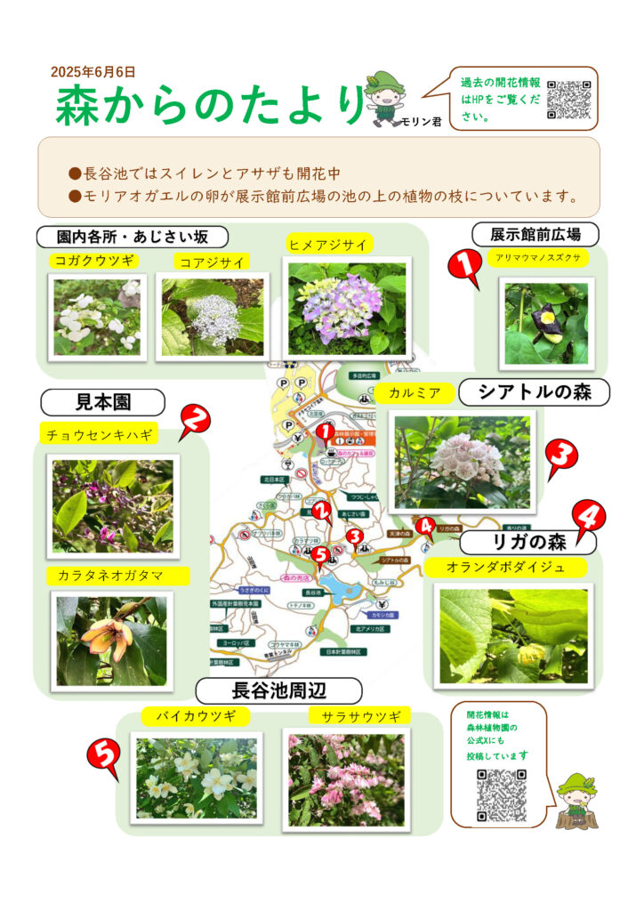 森林植物園―6/6現在