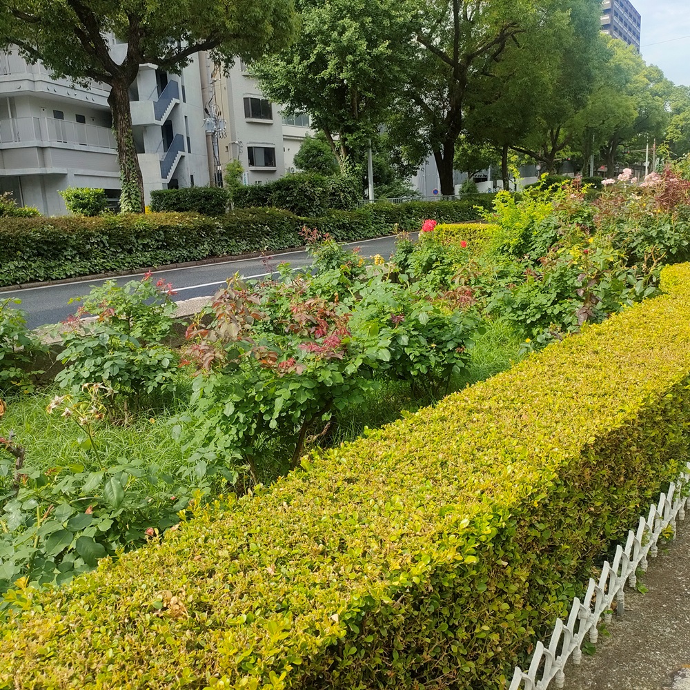 山手街園－バラ－　 落花しきり　6/13現在