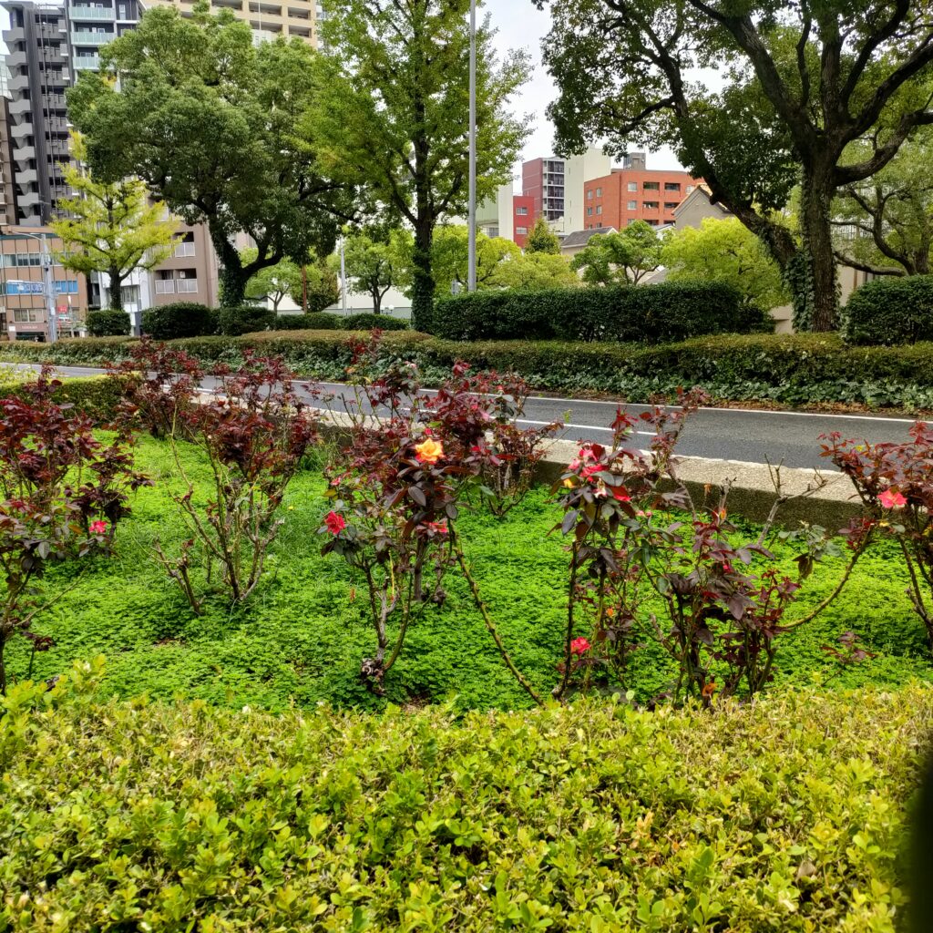 山手街園－バラ－　 つぼみ　10/12現在