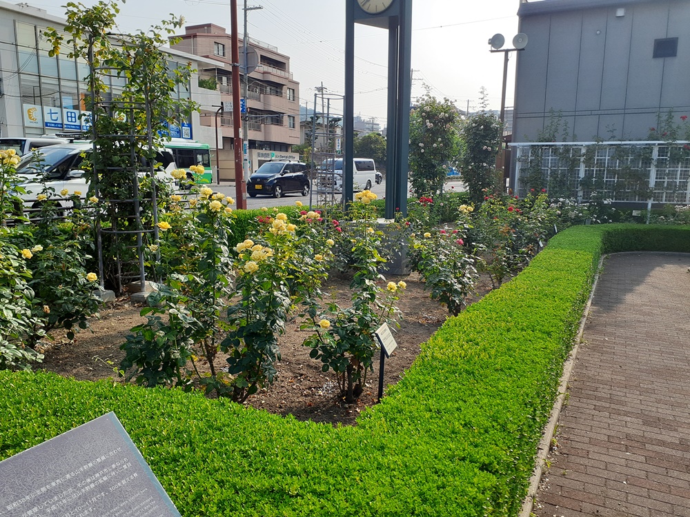 本山街園―バラ園　落花しきり　7/4現在