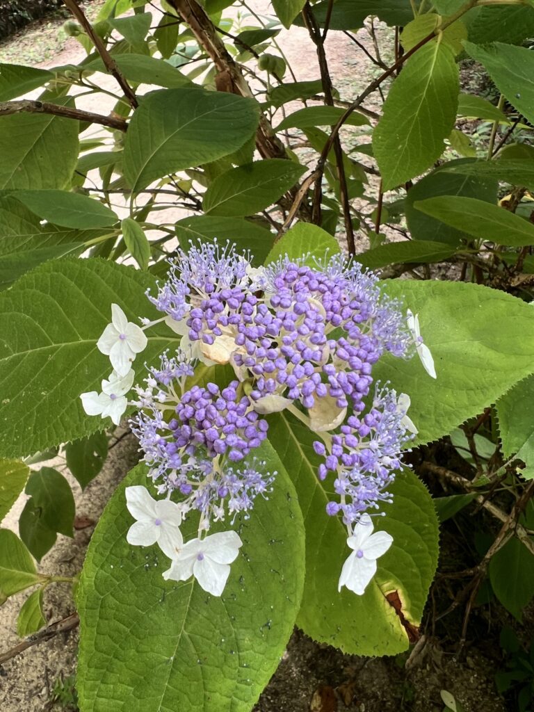 森林植物園―7/25現在