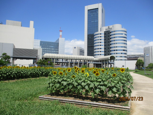 【市民広場駅南側　花畑】-ひまわり-　満開