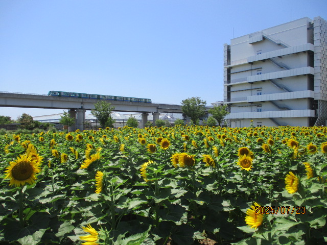 【計算科学センター駅北緑地　花畑】-ひまわり-　満開