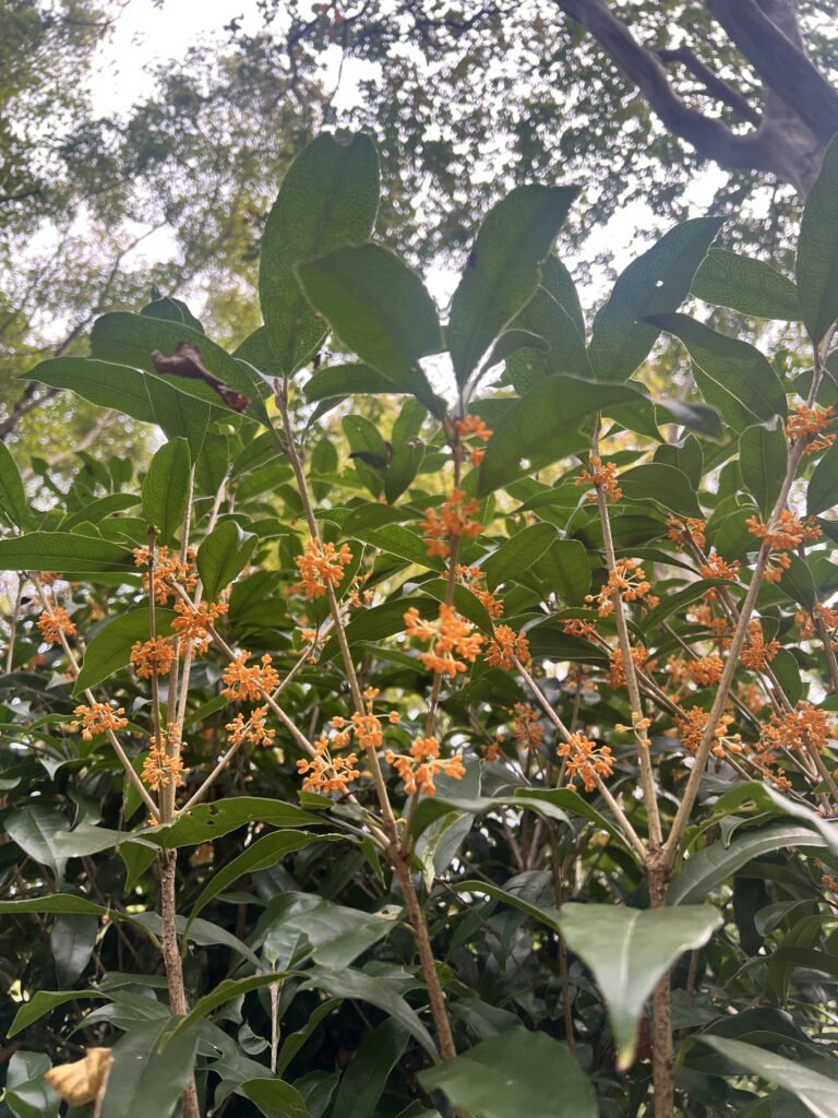 森林植物園