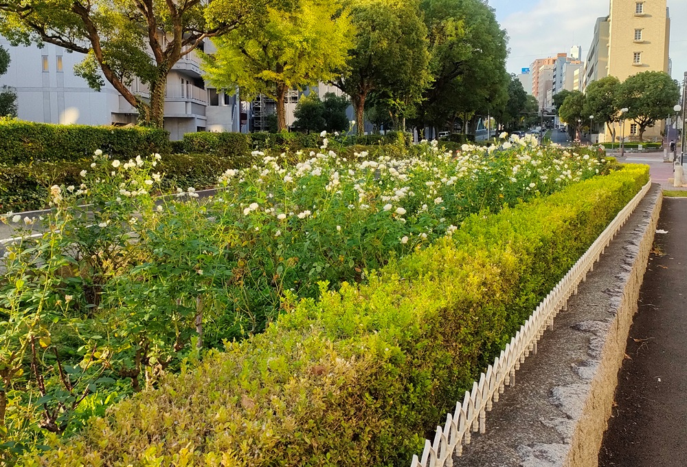 山手街園－バラ－　五分咲き　11/7現在