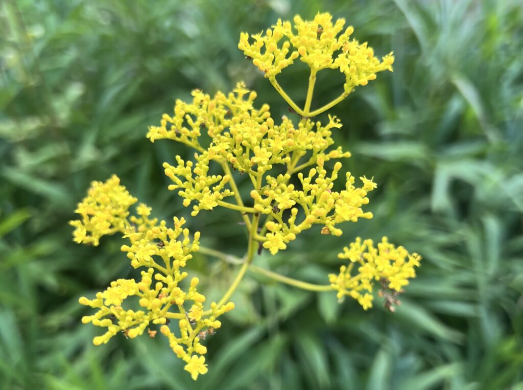森林植物園