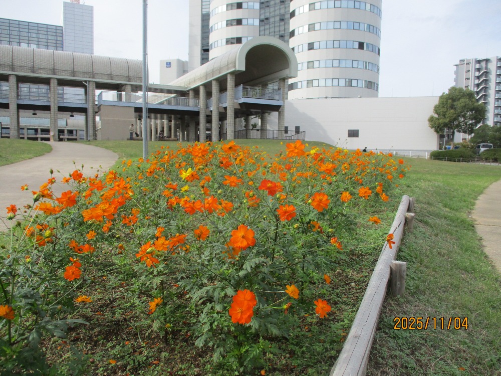 【市民広場駅南側　花畑】-コスモス-　11/4現在