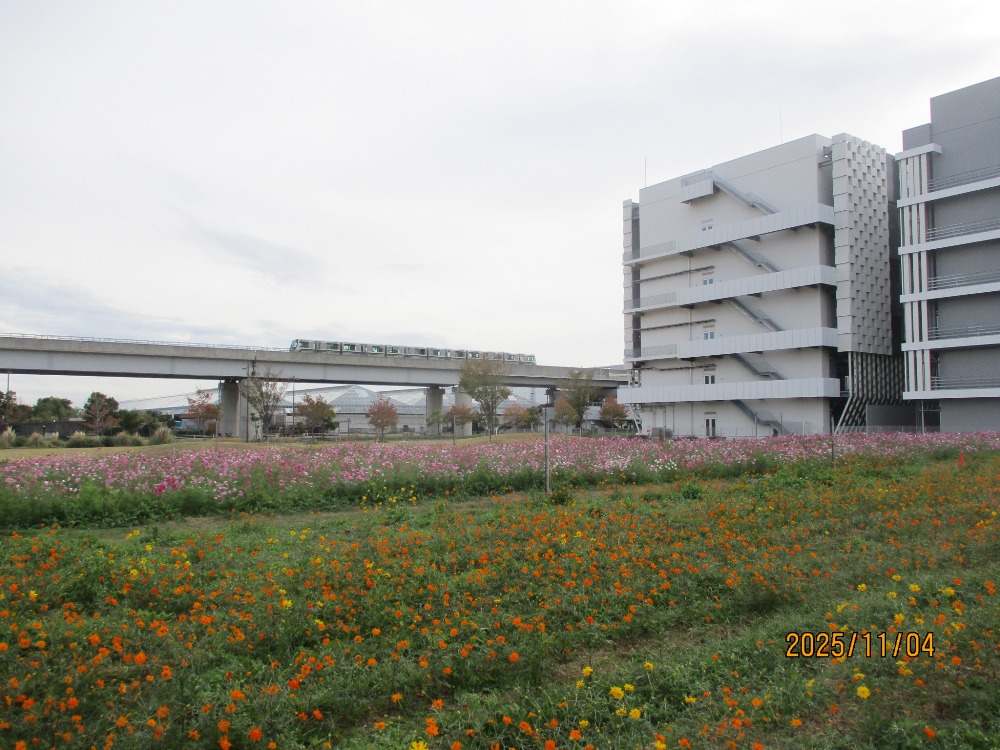 【計算科学センター駅北緑地　花畑】-コスモス-　11/4現在