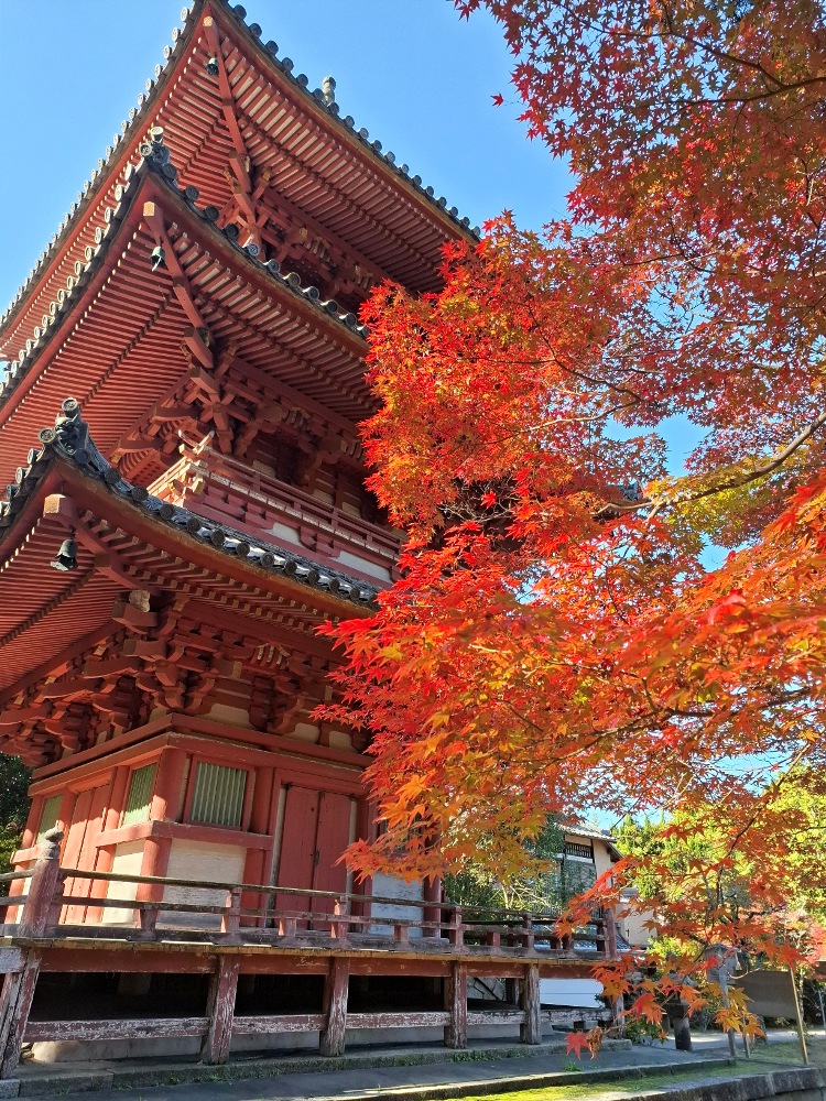 太山寺―紅葉－ ほぼ見頃 11/24現在
