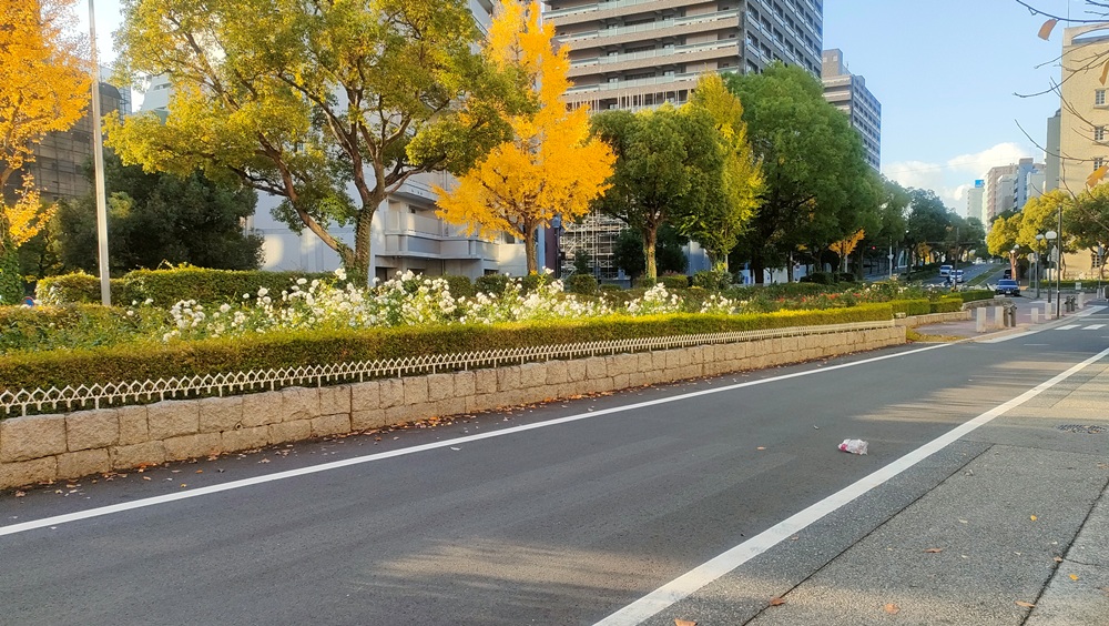 山手街園－バラ－　満開　11/28現在