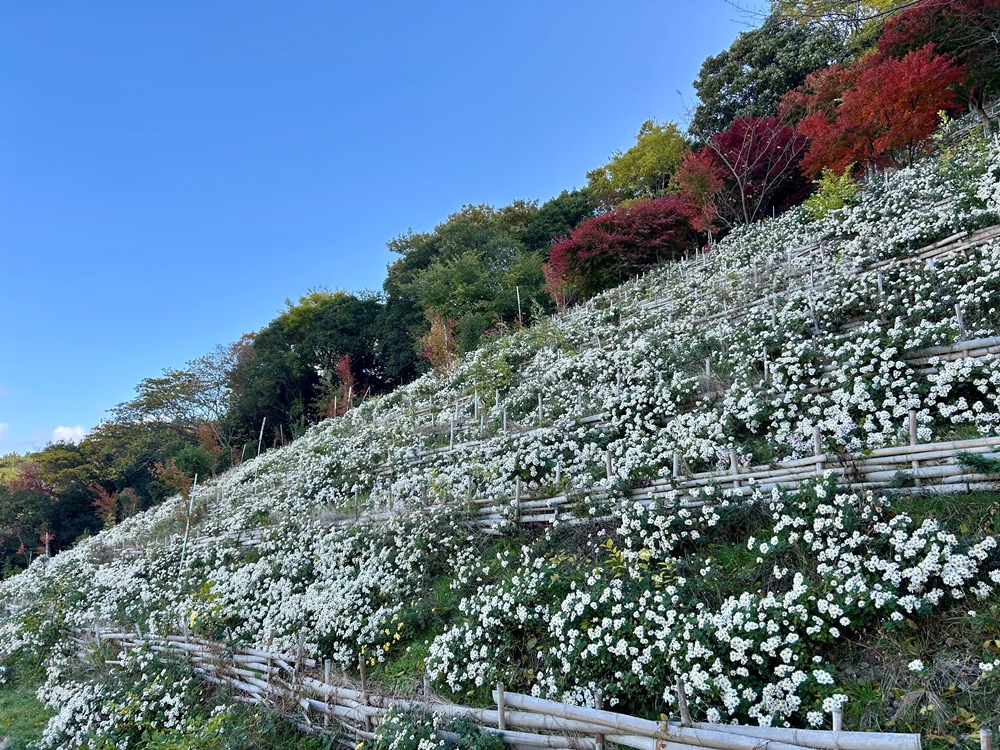 横尾山－のじぎく－　満開 11/28現在