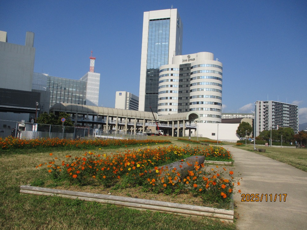 【市民広場駅南側　花畑】-コスモス-　11/17現在