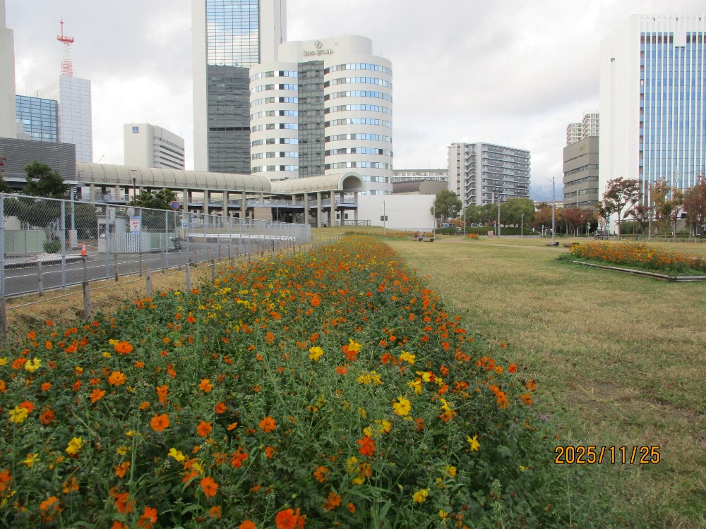 【市民広場駅南側　花畑】-コスモス-　11/25現在