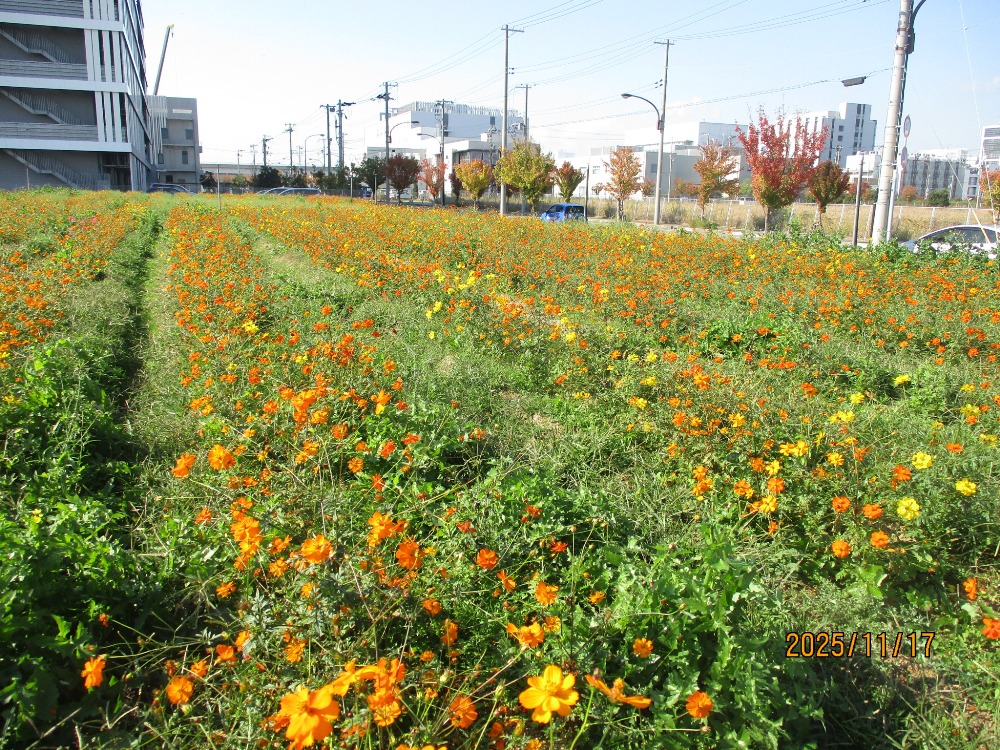 【計算科学センター駅北緑地　花畑】-コスモス-　11/17現在