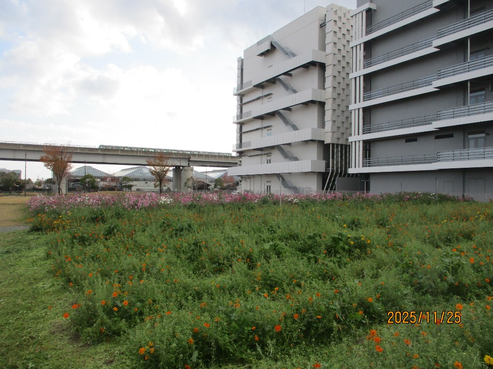 【計算科学センター駅北緑地　花畑】-コスモス-　11/25現在